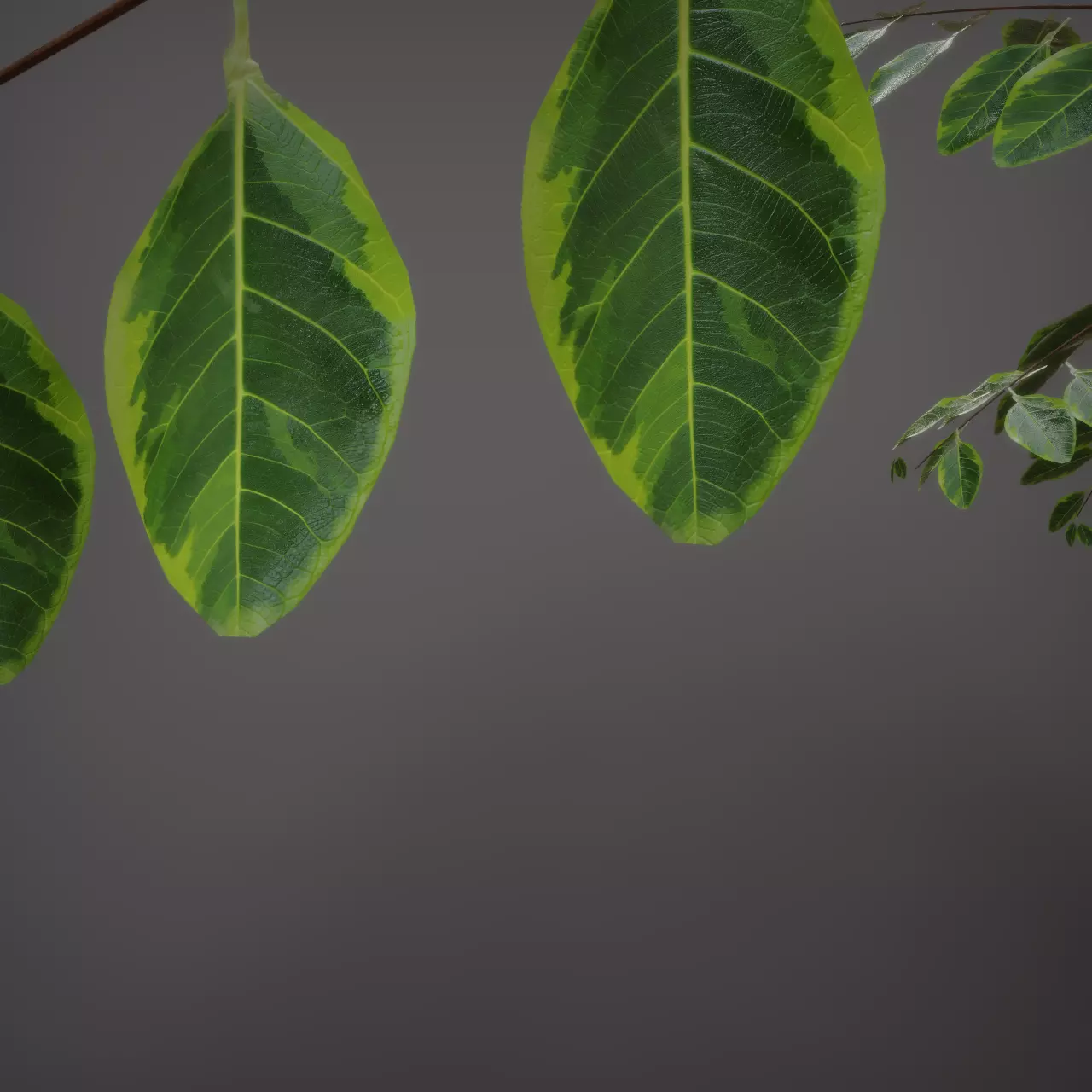 Wild Plant Ficus 3D model_6
