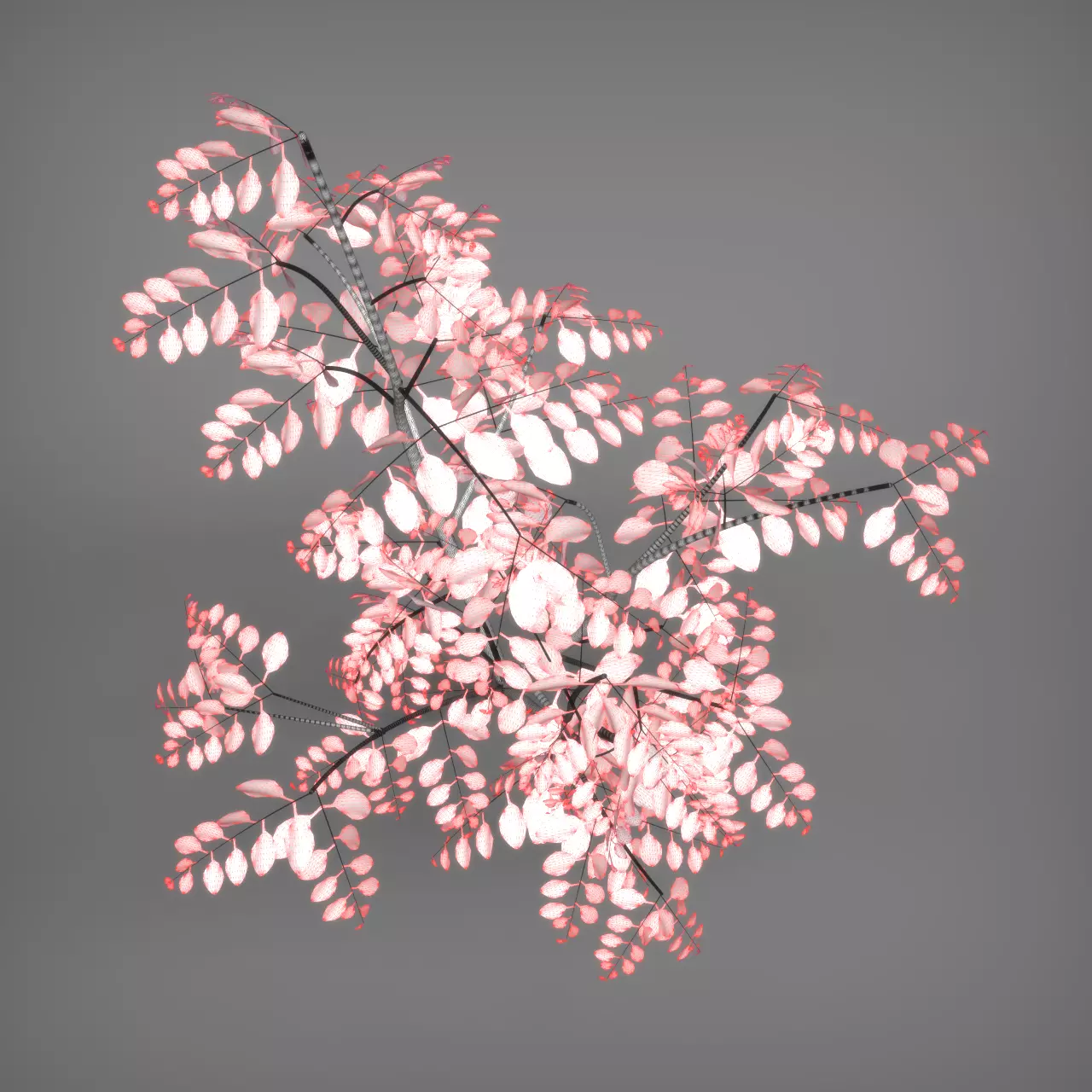 Wild Plant Ficus 3D model_9