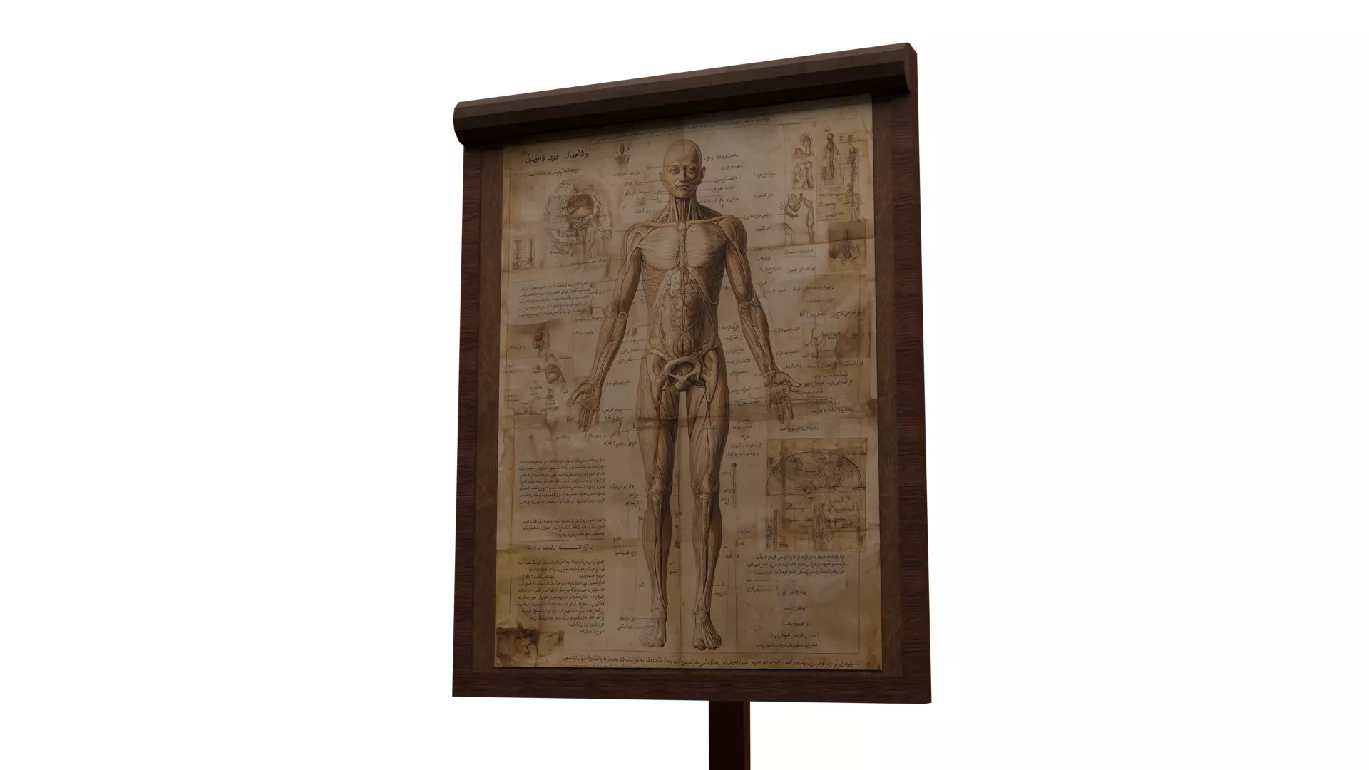 Low Poly Ancient Anatomy Study Board Malbert Low-poly 3D model_2