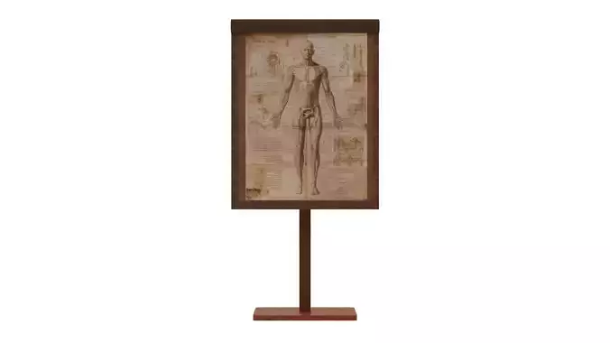 Low Poly Ancient Anatomy Study Board Malbert