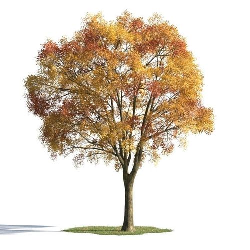 tree 57 AMC01 3D model