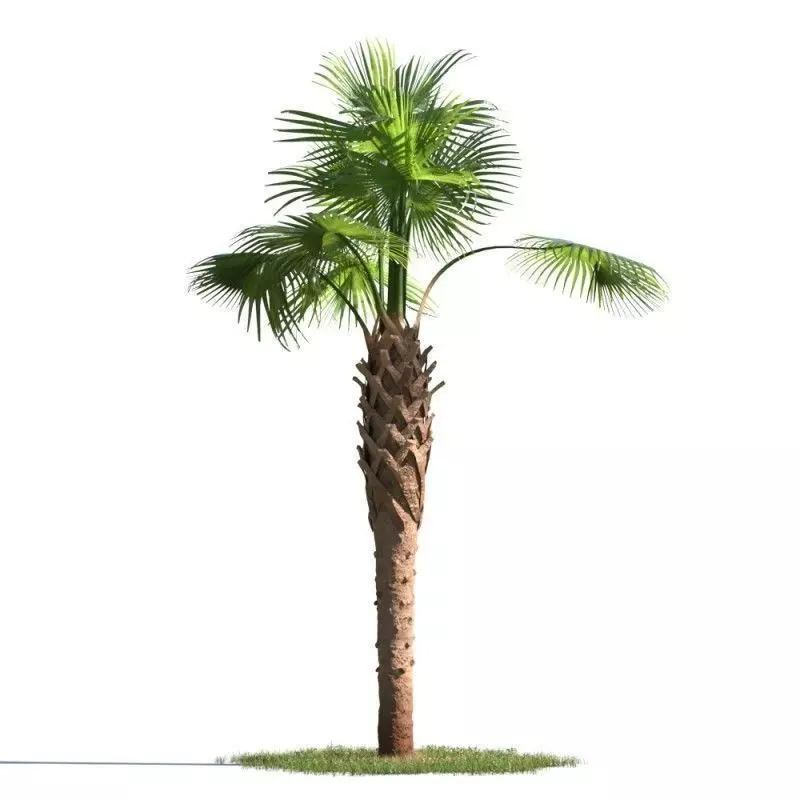 tree 61 AMC01 3D model_0