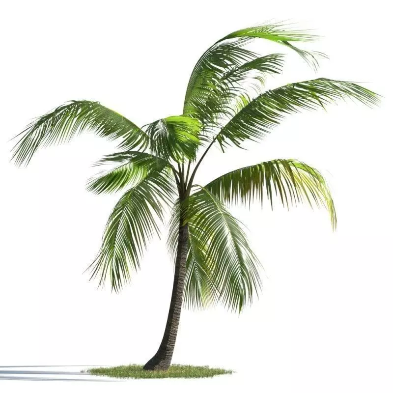 tree 66 AMC01 3D model_0