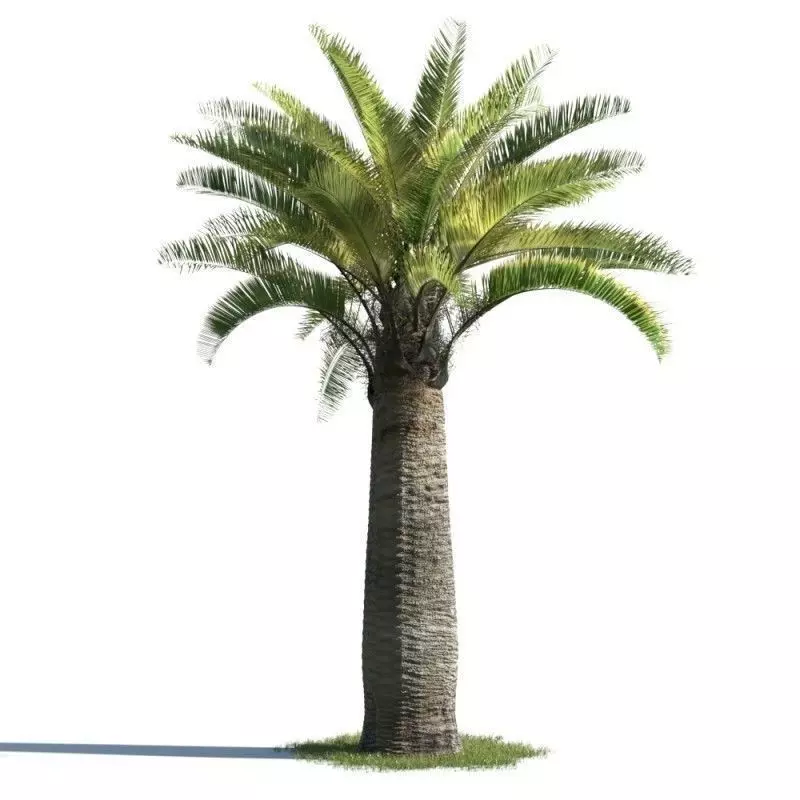 tree 68 AMC01 3D model_0