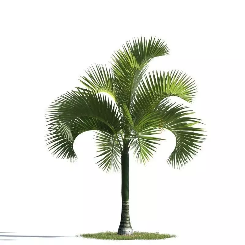 tree 70 AMC01 3D model_0