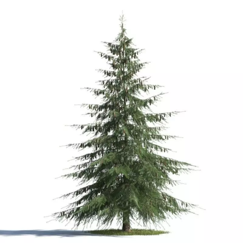 tree 73 AMC01 3D model_0