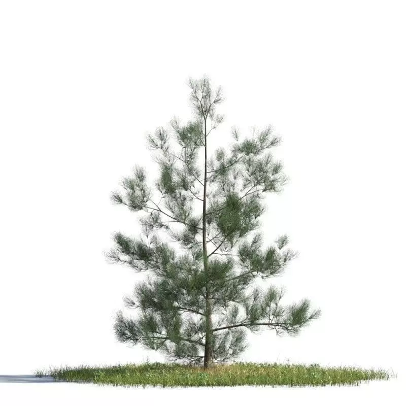 tree 74 AMC01 3D model_0