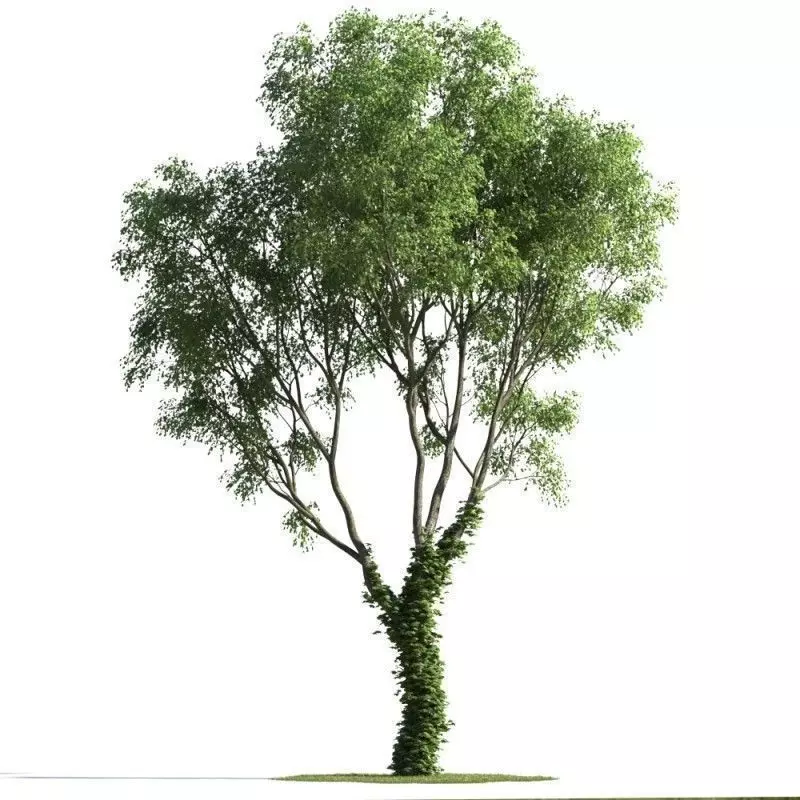 tree 78 AMC01 3D model_0