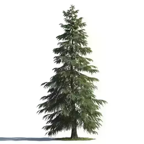 tree 86 AMC01