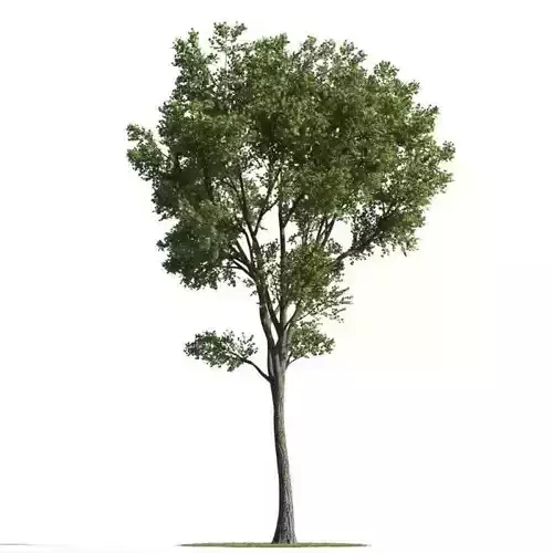 tree 89 AMC01
