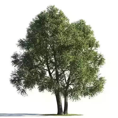 tree 92 AMC01 3D model tree 92 AMC01 3D model