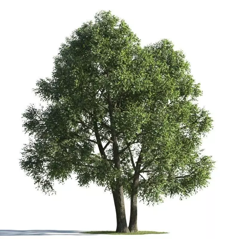 tree 92 AMC01 3D model_0