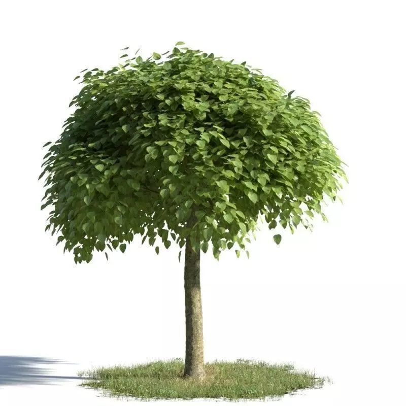 tree 95 AMC01 3D model_0
