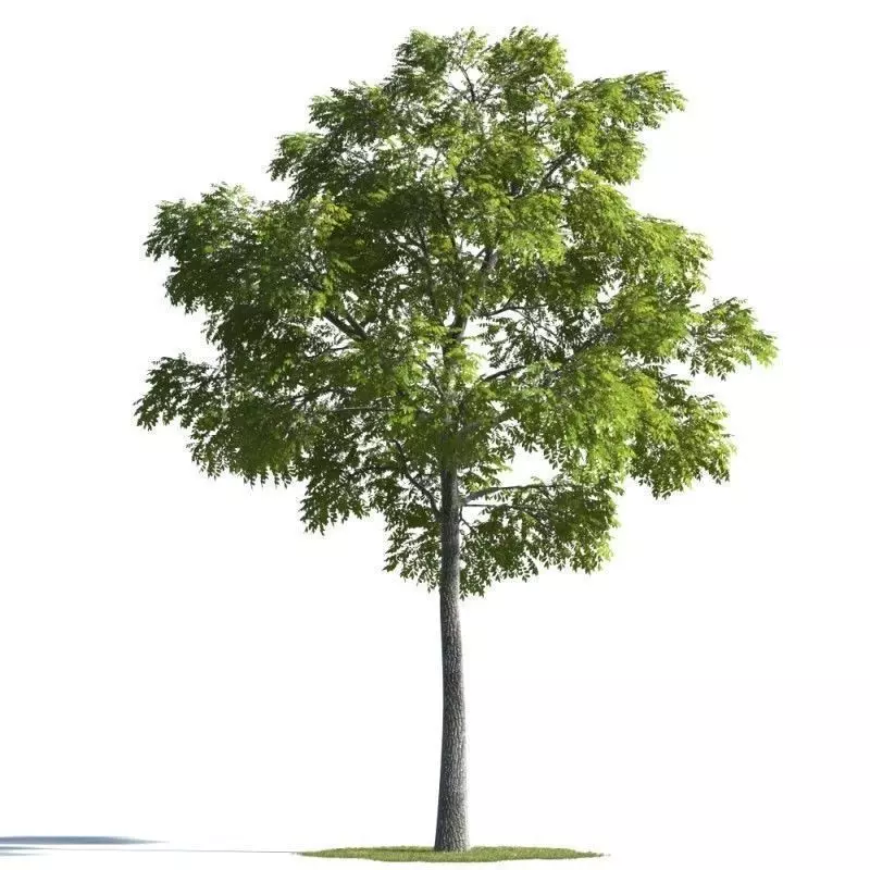 tree 98 AMC01 3D model_0