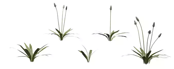 Ribwort Plantain with 5 variations Wildflower Collection