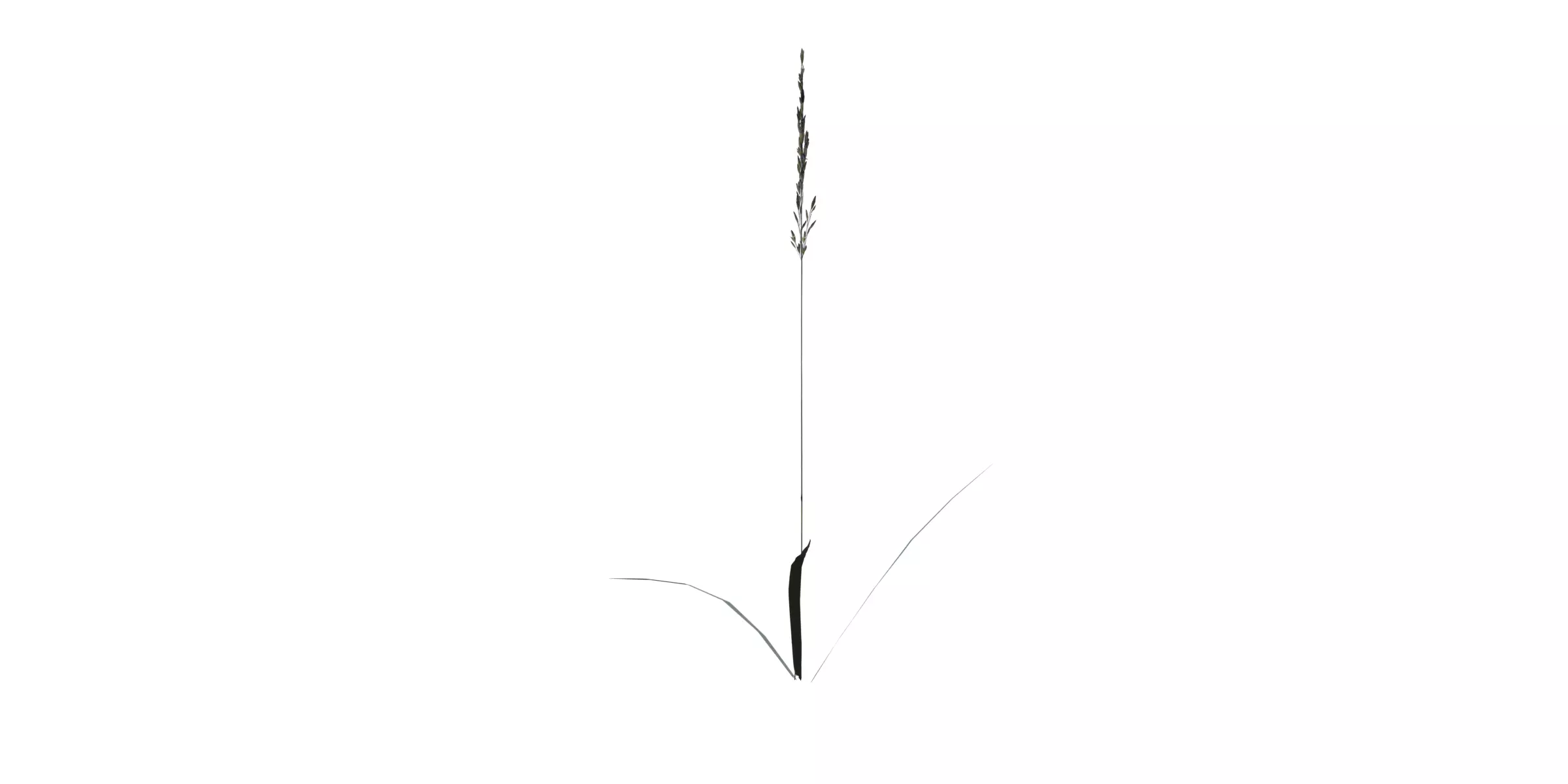 Grass with 17 variations Wildflower Collection Low-poly 3D model_11