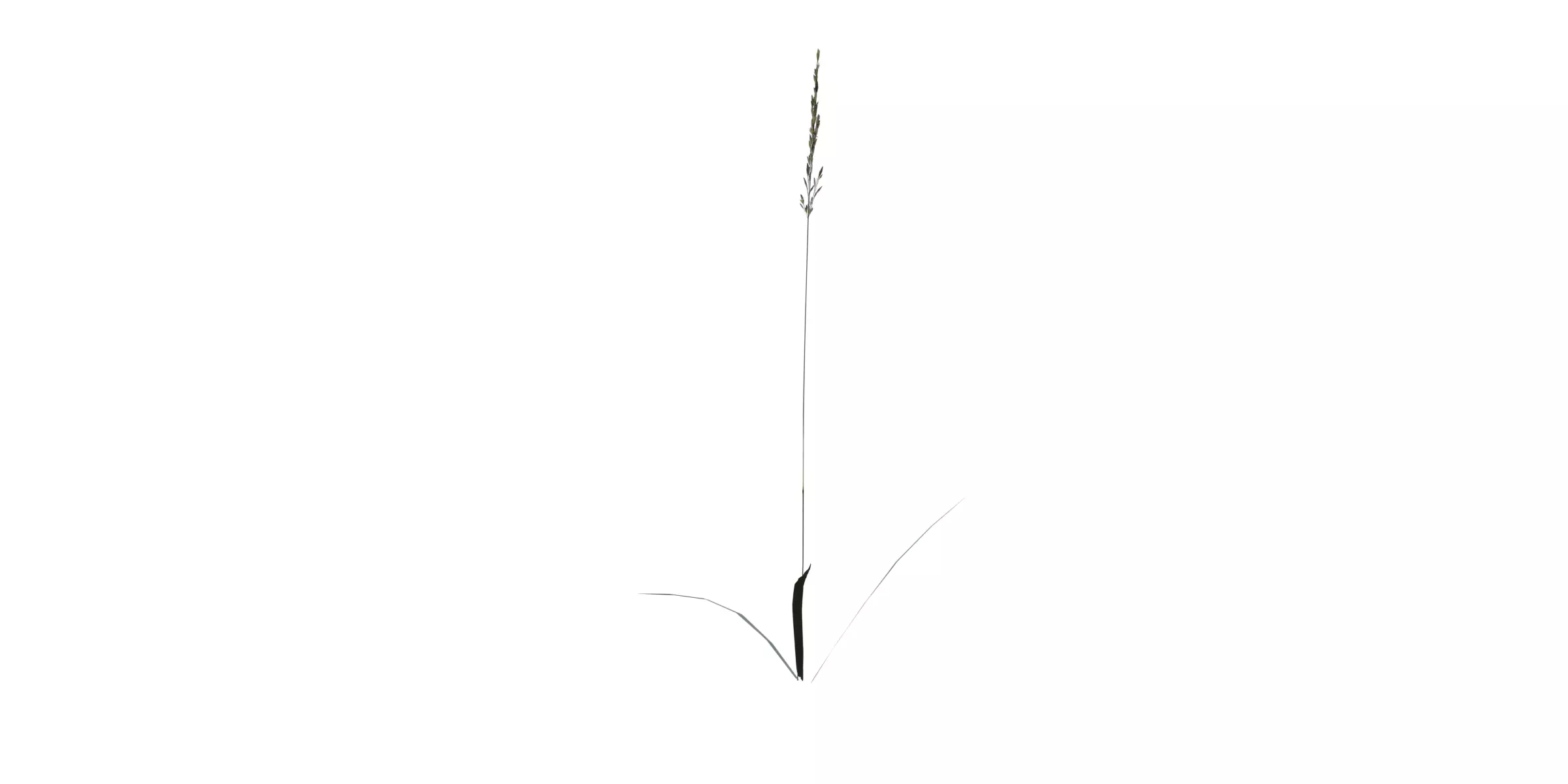 Grass with 17 variations Wildflower Collection Low-poly 3D model_15