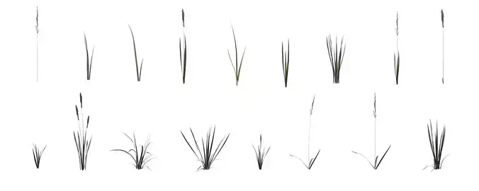 Grass with 17 variations Wildflower Collection
