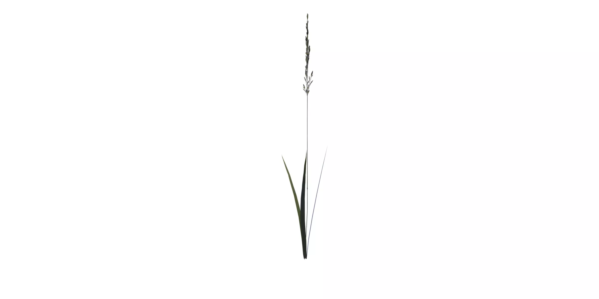 Grass with 17 variations Wildflower Collection Low-poly 3D model_14