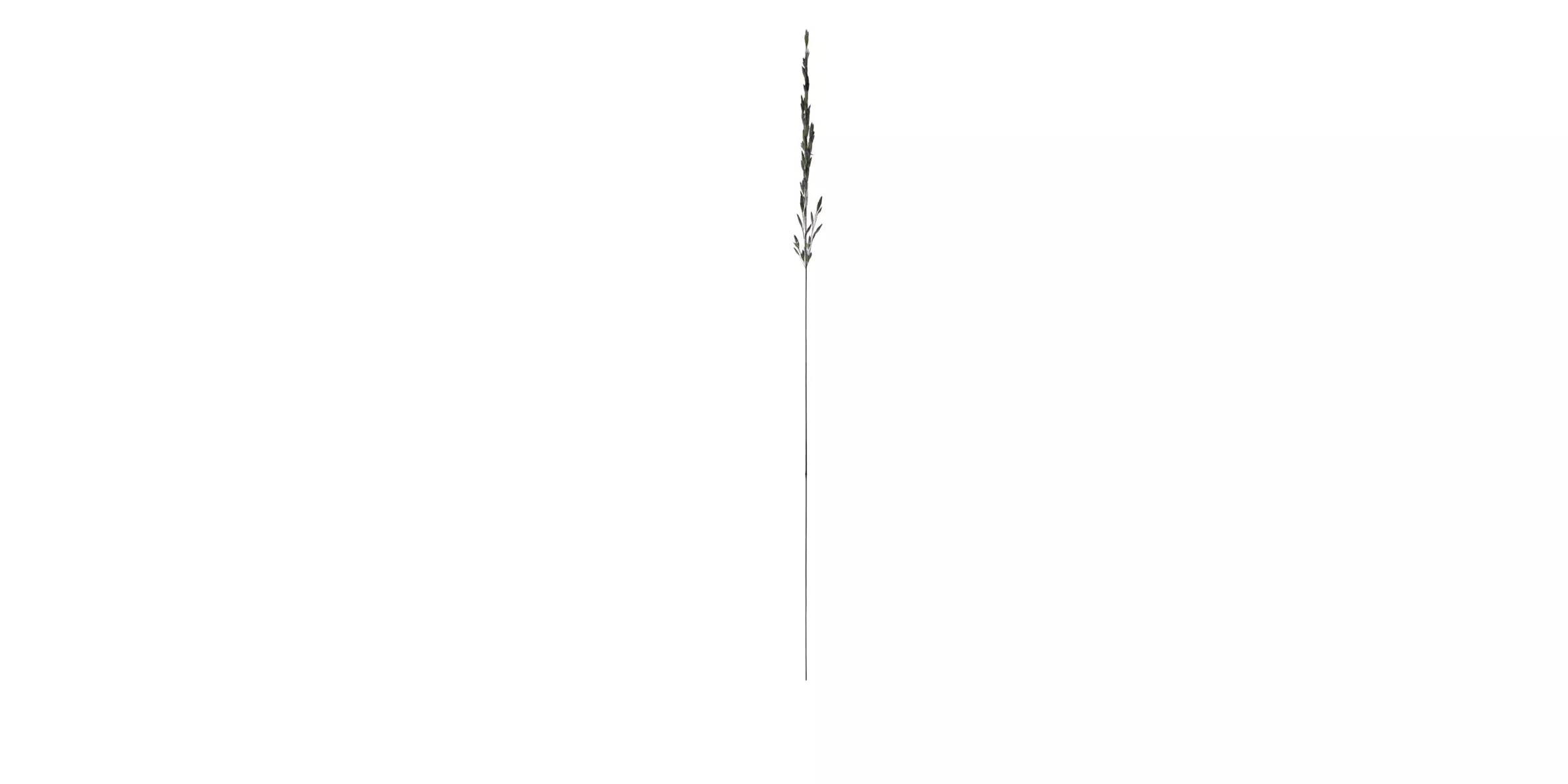 Grass with 17 variations Wildflower Collection Low-poly 3D model_13