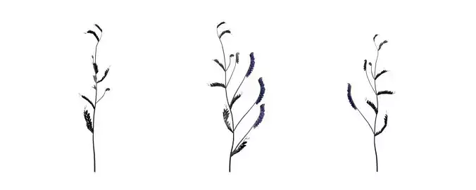 Tufted Vetch with 3 variations Wildflower Collection