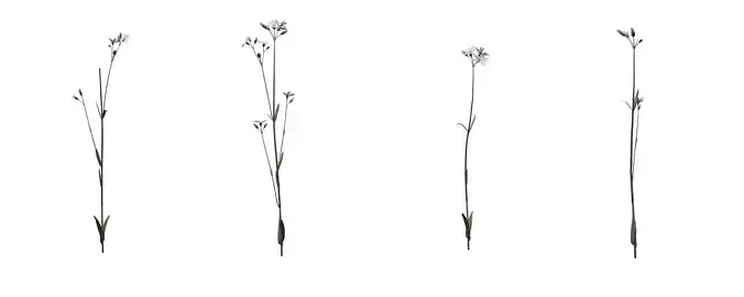 Ragged Robin with 4 variations Wildflower Collection