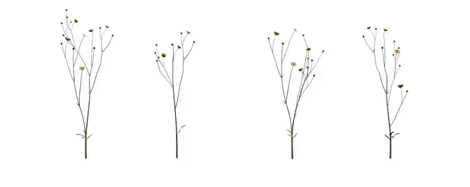 Meadow Buttercup Plant with 4 variations Wildflower Collection