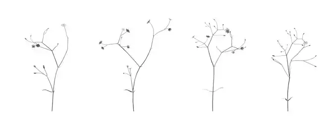 Stellaria with 4 variations Wildflower Collection