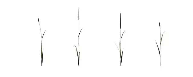 Timothy Grass Plant with 4 variations Wildflower Collection