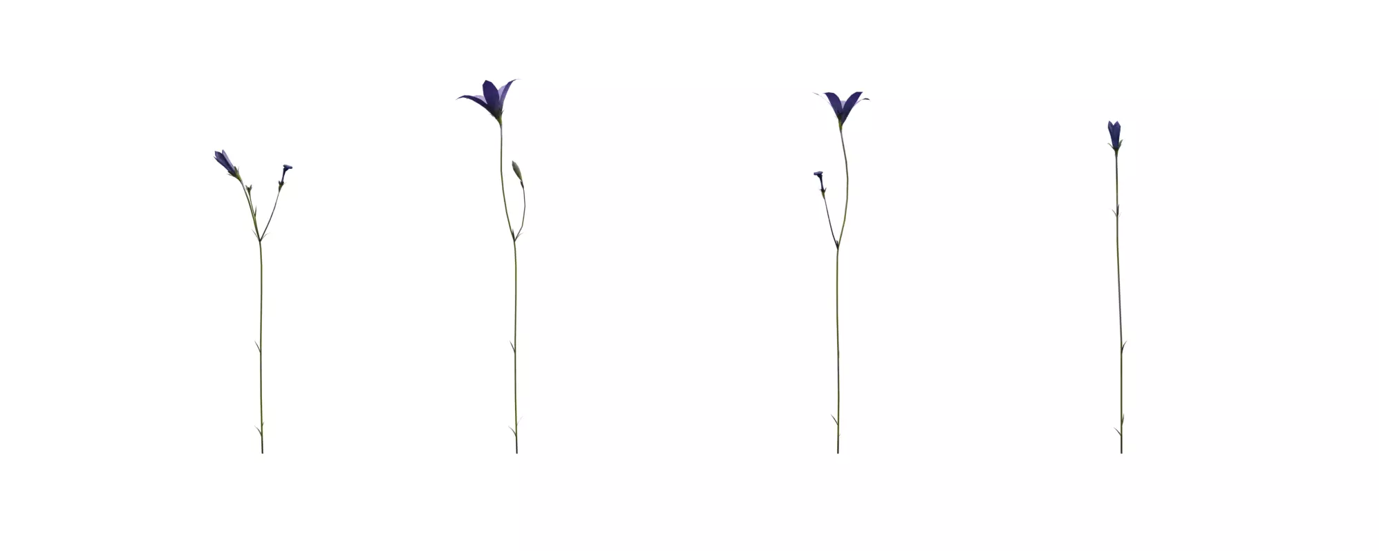 Harebell with 4 variations Wildflower Collection Low-poly 3D model_0