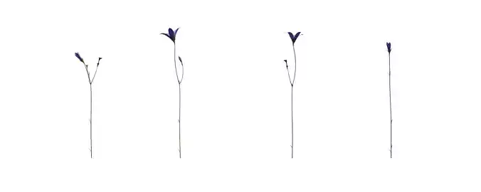Harebell with 4 variations Wildflower Collection