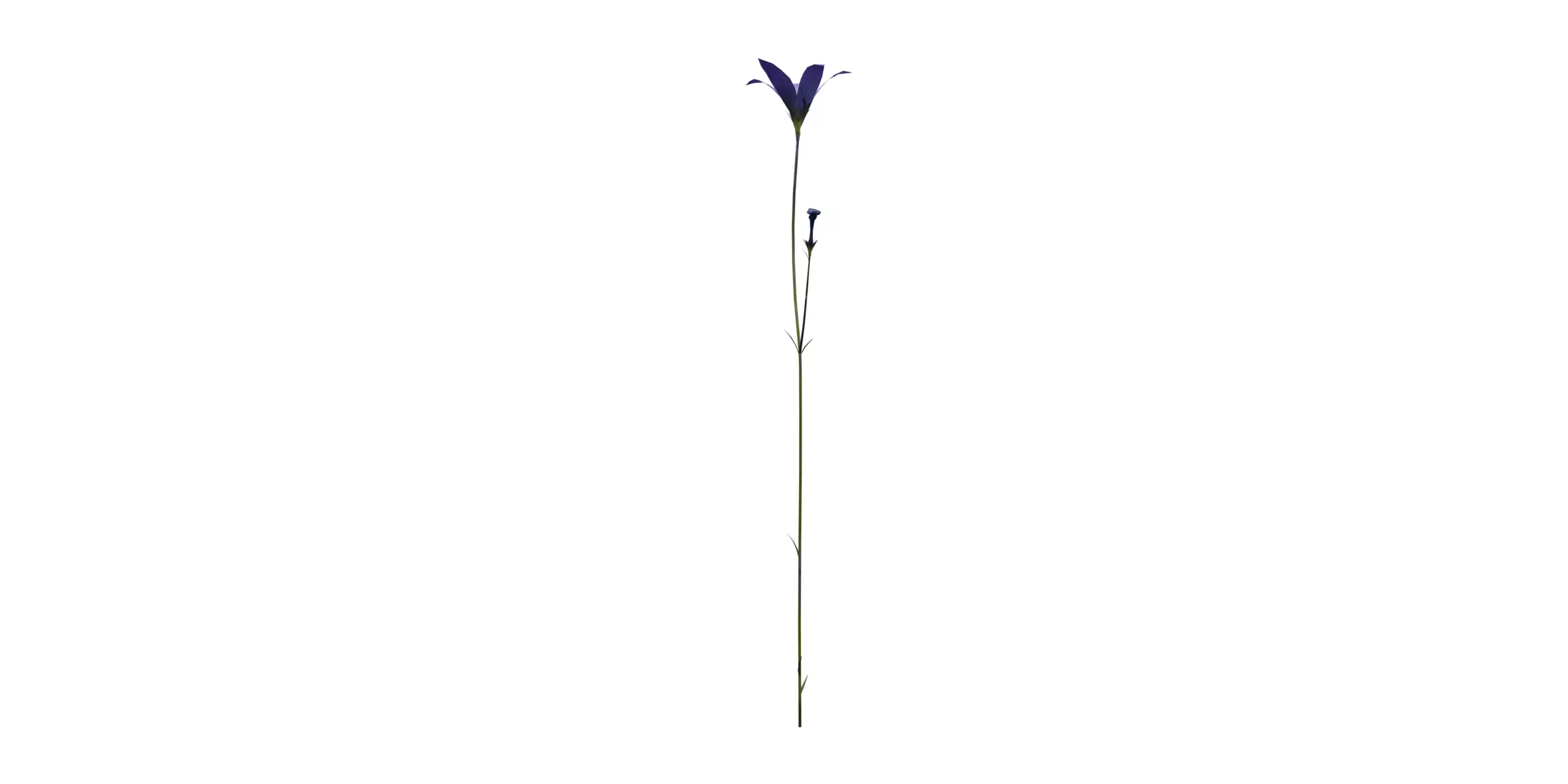 Harebell with 4 variations Wildflower Collection Low-poly 3D model_4