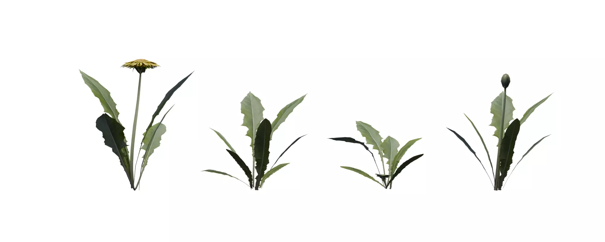 Dandelion with 4 variations Wildflower Collection Low-poly 3D model_0