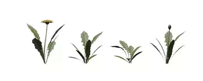 Dandelion with 4 variations Wildflower Collection