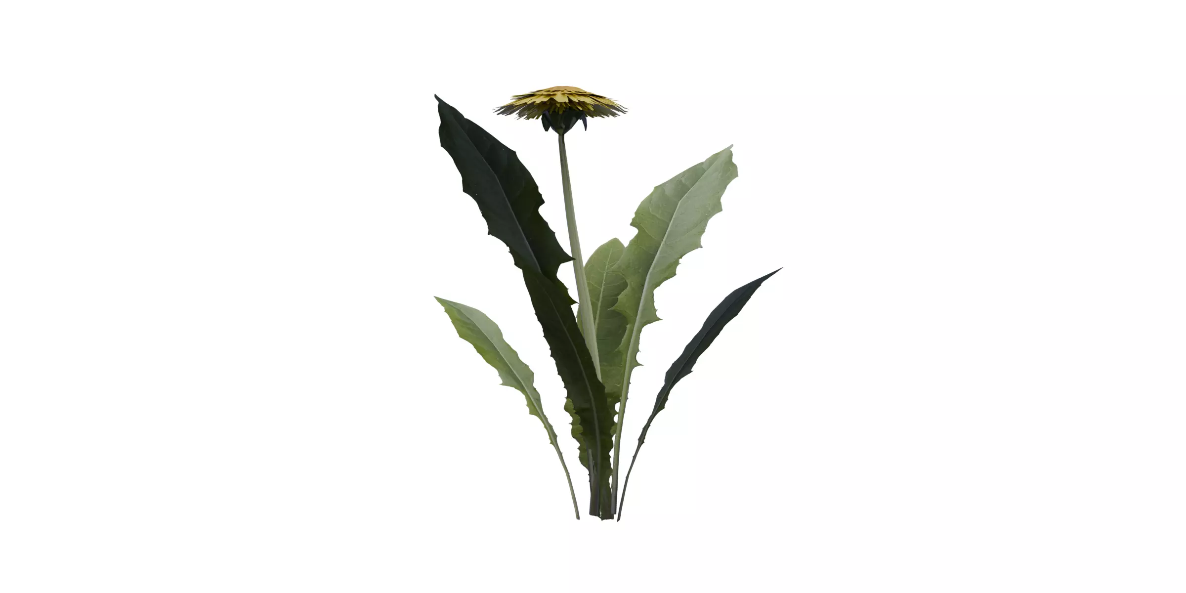 Dandelion with 4 variations Wildflower Collection Low-poly 3D model_2