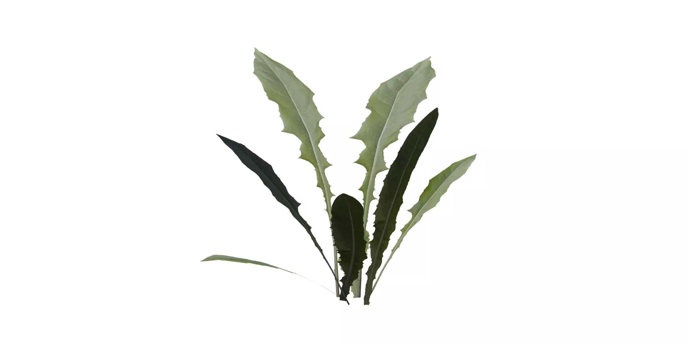 Dandelion with 4 variations Wildflower Collection Low-poly 3D model_4