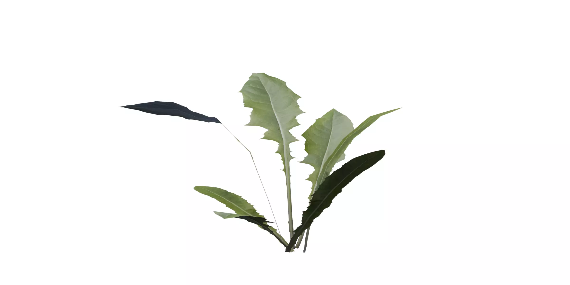 Dandelion with 4 variations Wildflower Collection Low-poly 3D model_5