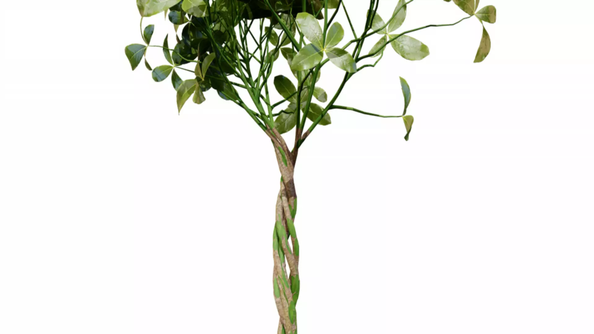 Guiana Chestnut 3D Model Free 3D model_3