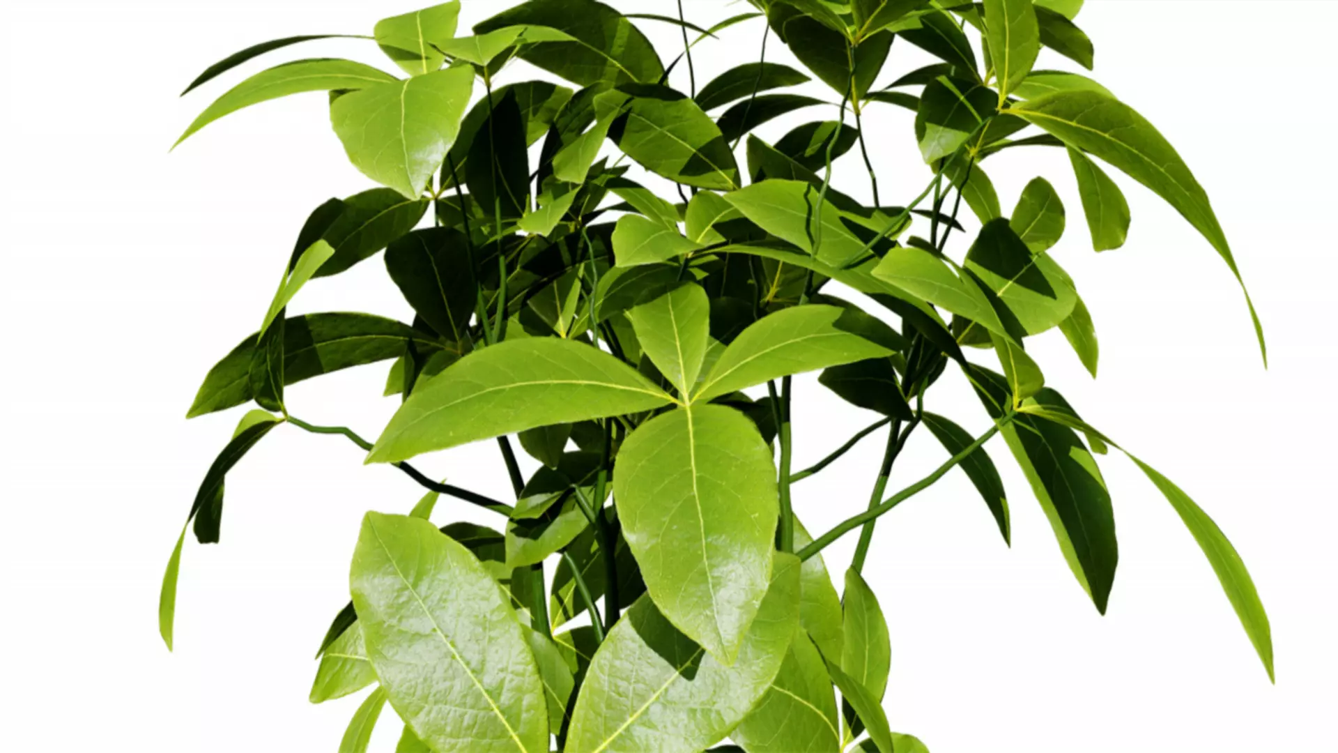 Guiana Chestnut 3D Model Free 3D model_1