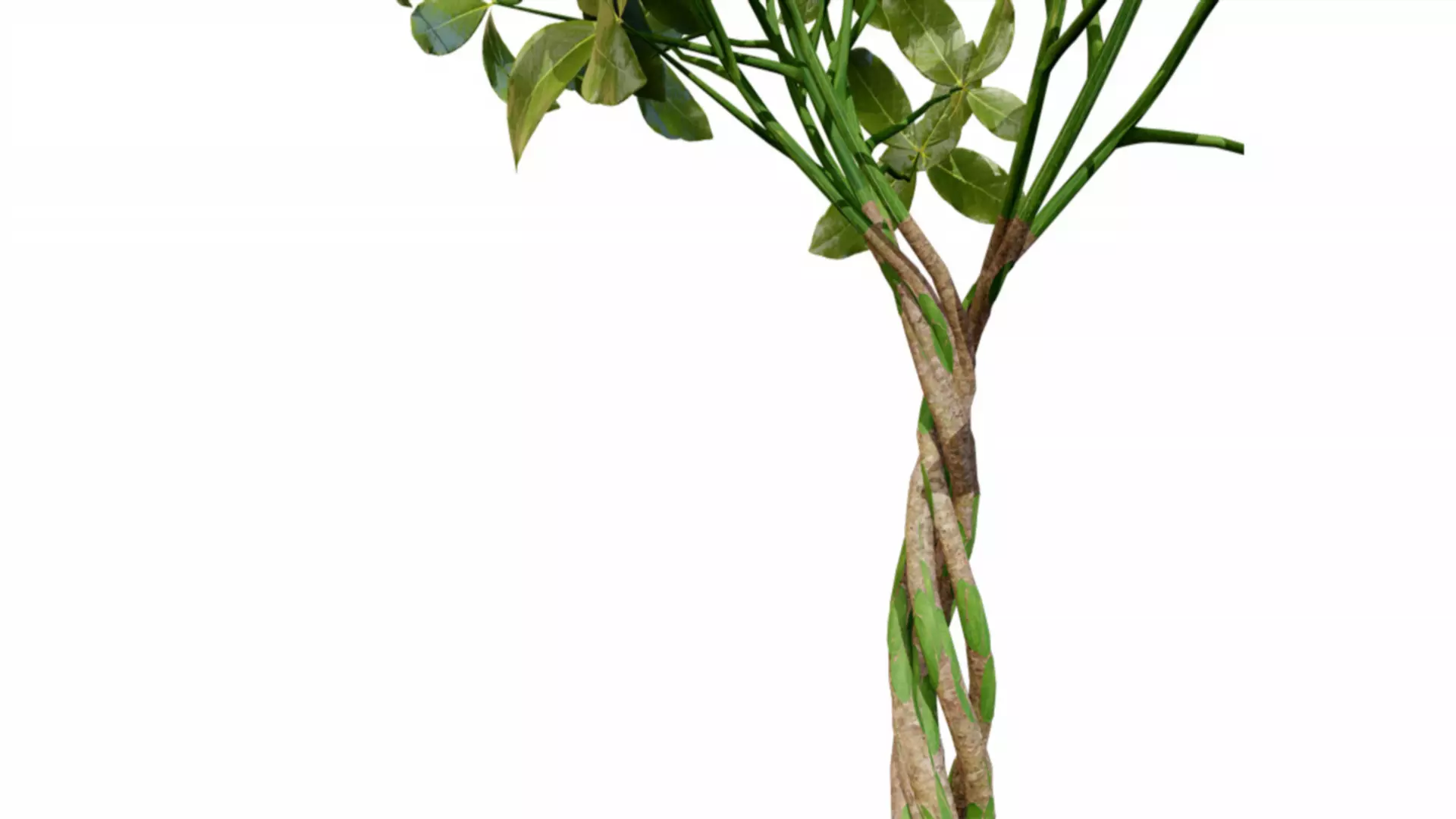 Guiana Chestnut 3D Model Free 3D model_4