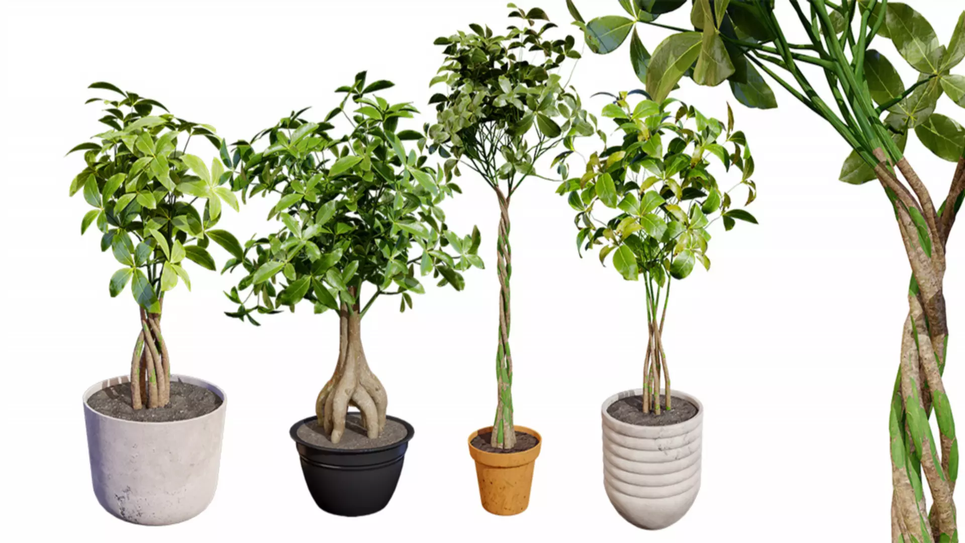 Guiana Chestnut 3D Model Free 3D model_0