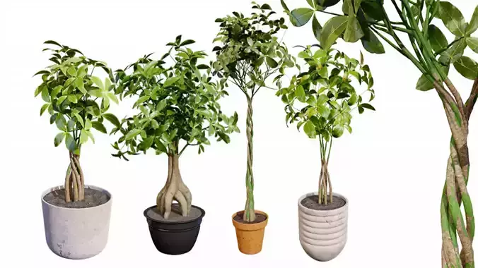 Guiana Chestnut 3D Model Free 3D model