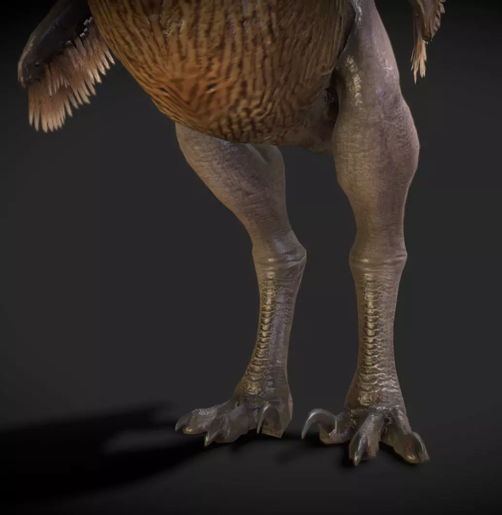 Kelenken V2 Low-poly 3D model_5