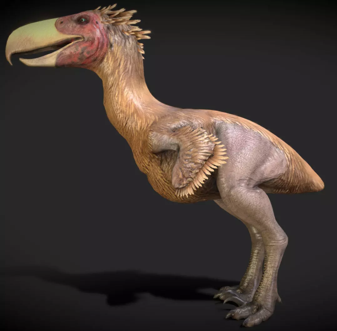 Kelenken V2 Low-poly 3D model_6