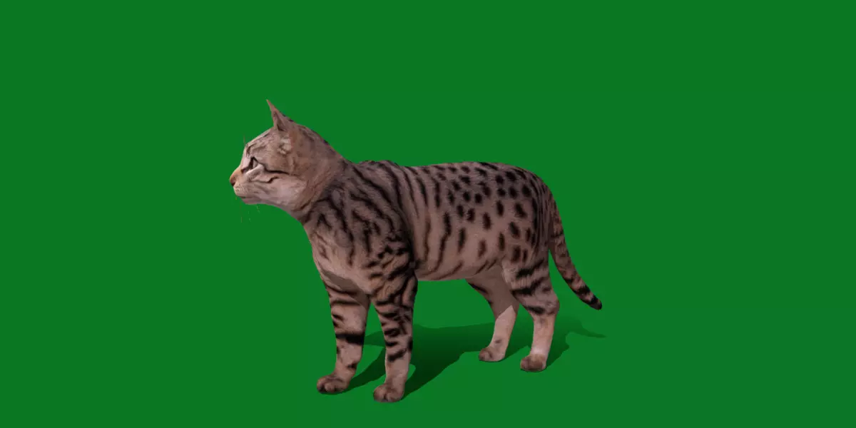 Silver Tabby Cat Free 3D model_1