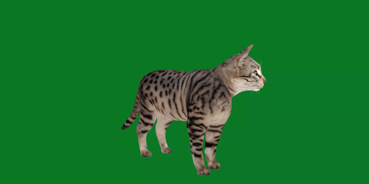 Silver Tabby Cat Free 3D model_3