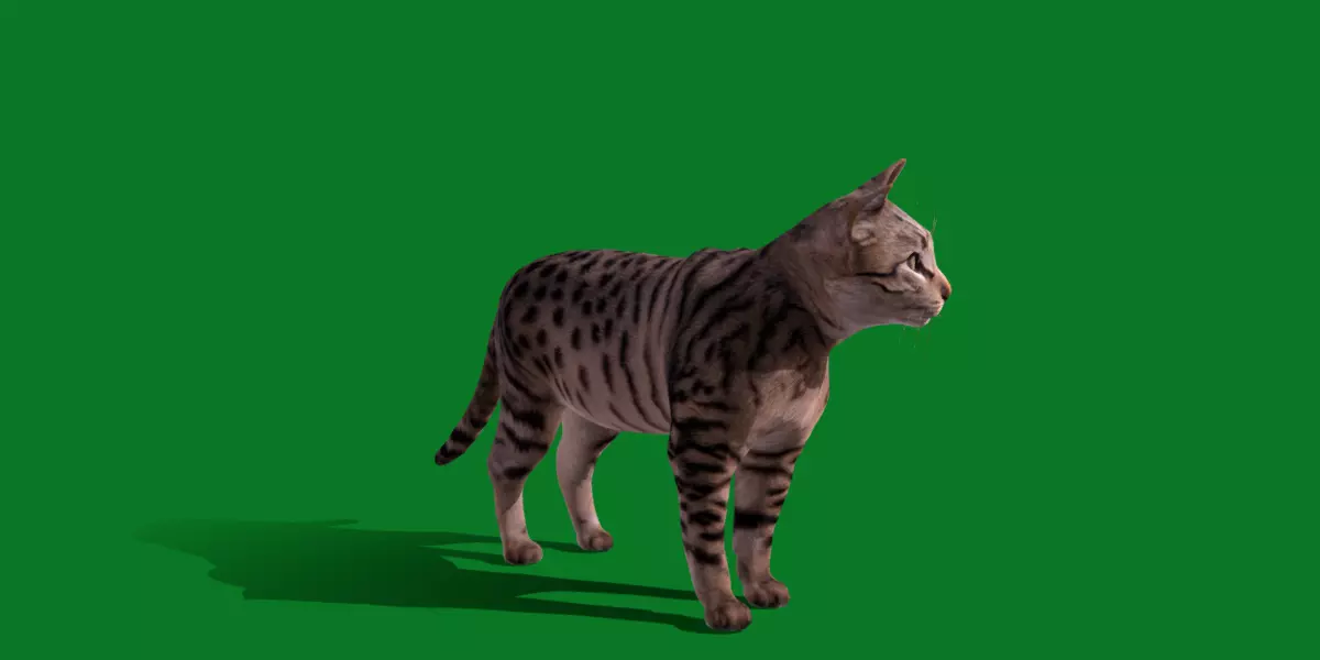 Silver Tabby Cat Free 3D model_2