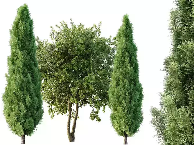 AV Water gum and Mediterranean Cypress 3Trees 3D model