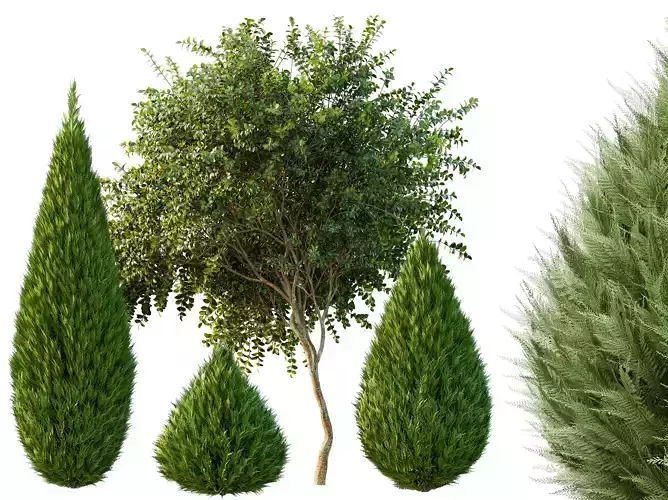 AV Juniperus chinensis Spartan and Orange Michelia Champaca 3D model