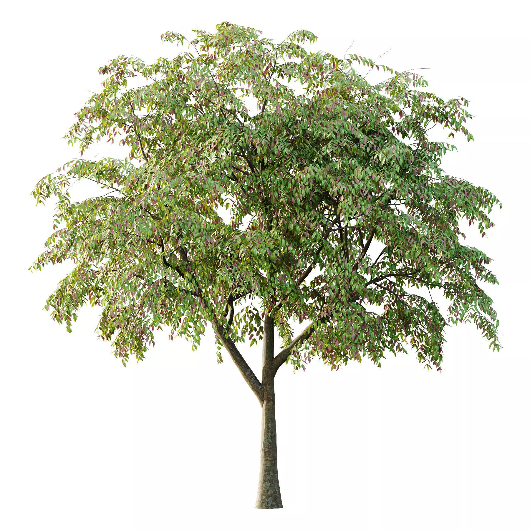 Excellent collection of Tree plants 14 Different Models 0023 _20